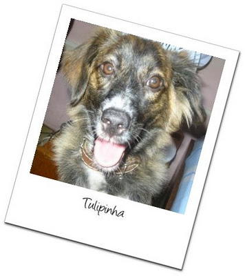 fotos com efeito Polaroid